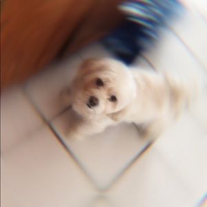 Meet your Posher, Ernest